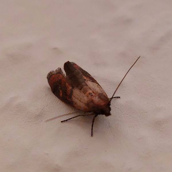 moth on a white wall